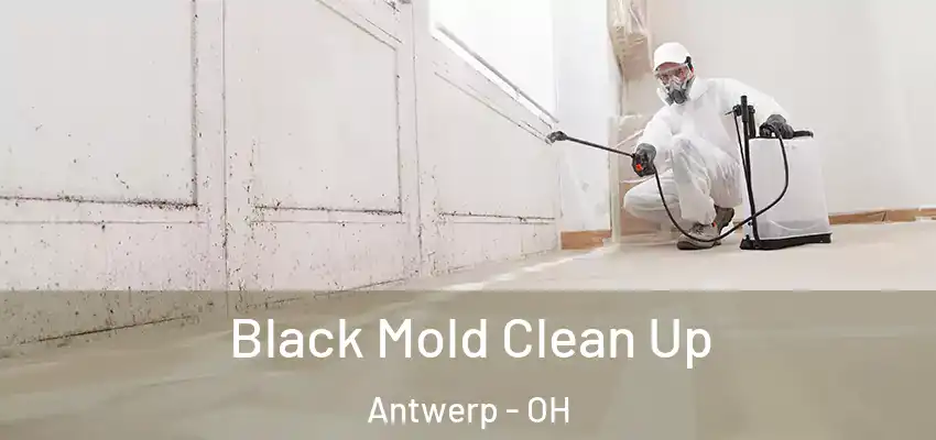  Black Mold Clean Up Antwerp - OH