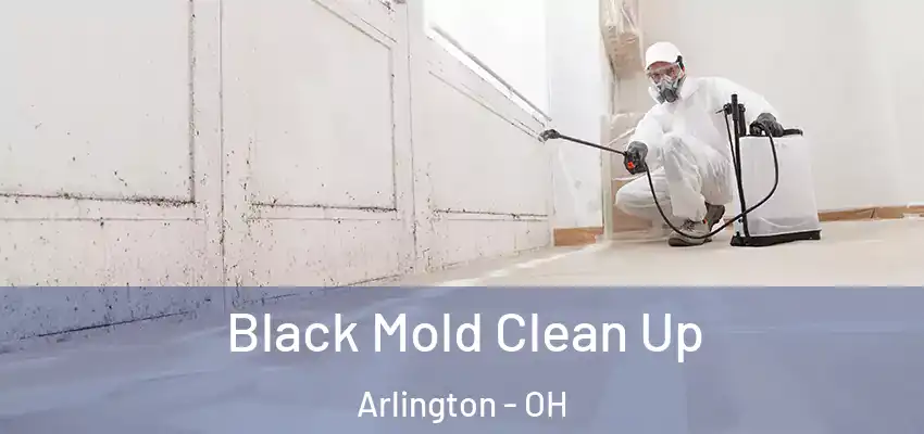 Black Mold Clean Up Arlington - OH