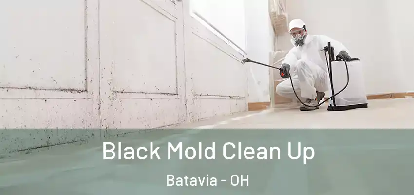 Black Mold Clean Up Batavia - OH