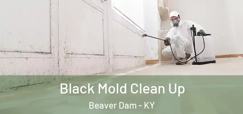 Black Mold Clean Up Beaver Dam - KY