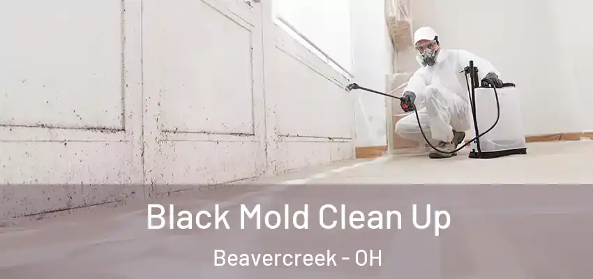 Black Mold Clean Up Beavercreek - OH