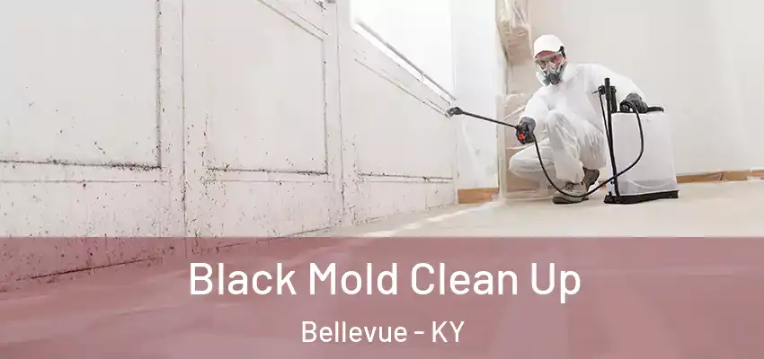  Black Mold Clean Up Bellevue - KY