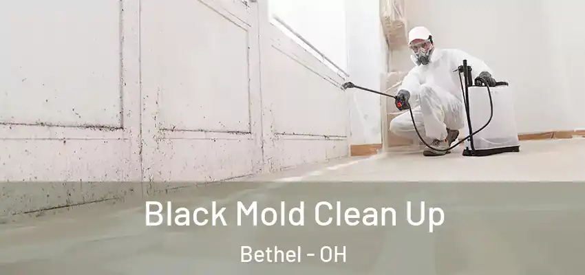  Black Mold Clean Up Bethel - OH