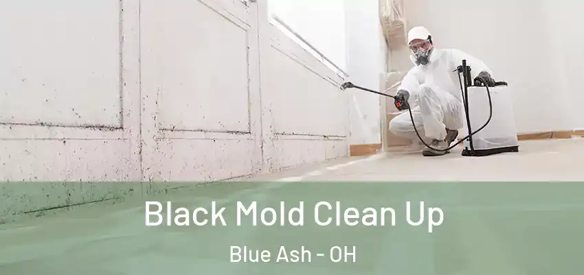 Black Mold Clean Up Blue Ash - OH