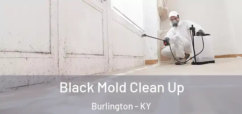 Black Mold Clean Up Burlington - KY