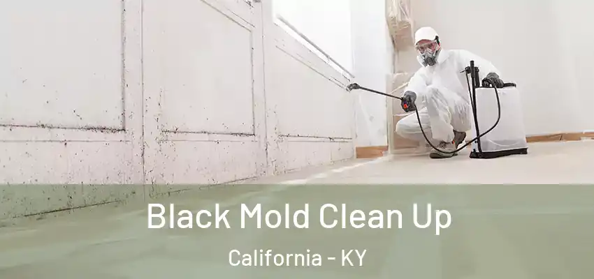  Black Mold Clean Up California - KY