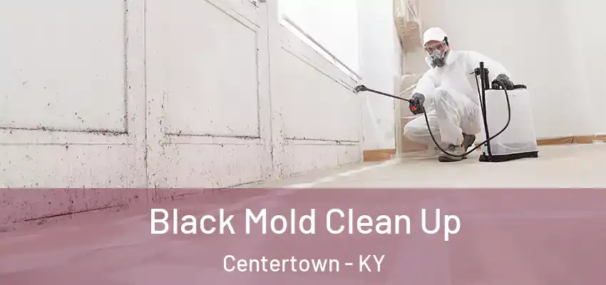 Black Mold Clean Up Centertown - KY