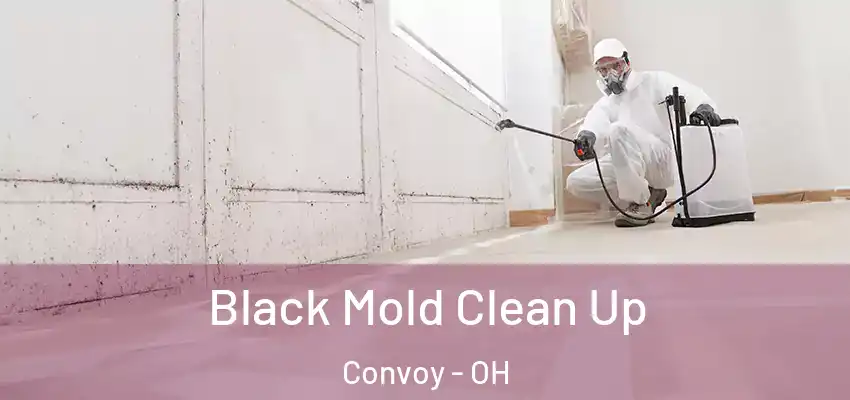 Black Mold Clean Up Convoy - OH