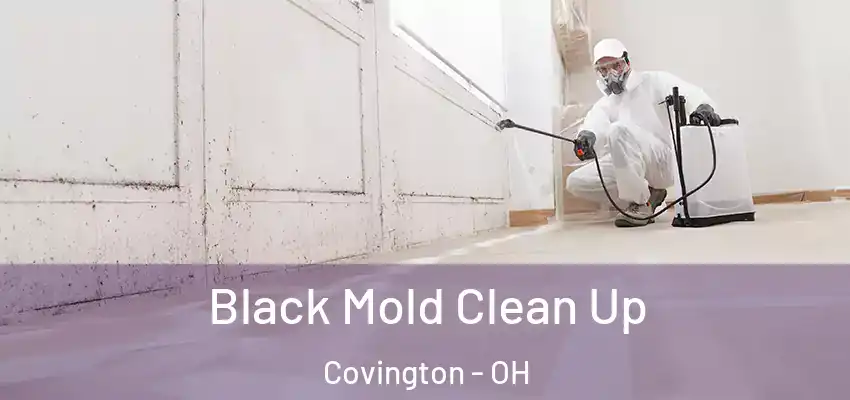  Black Mold Clean Up Covington - OH