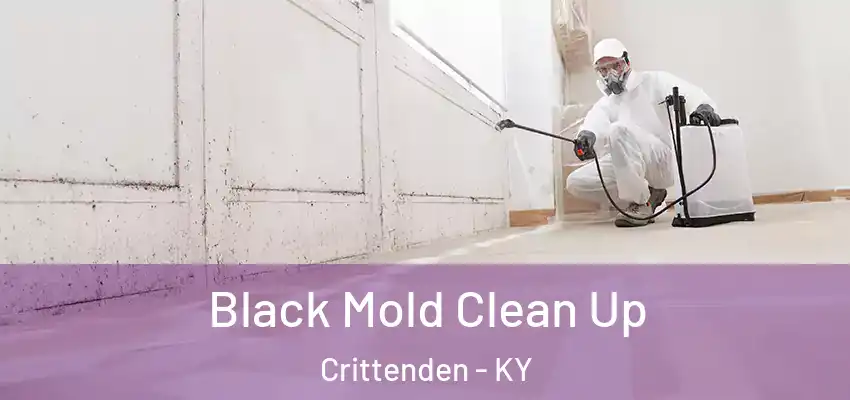  Black Mold Clean Up Crittenden - KY