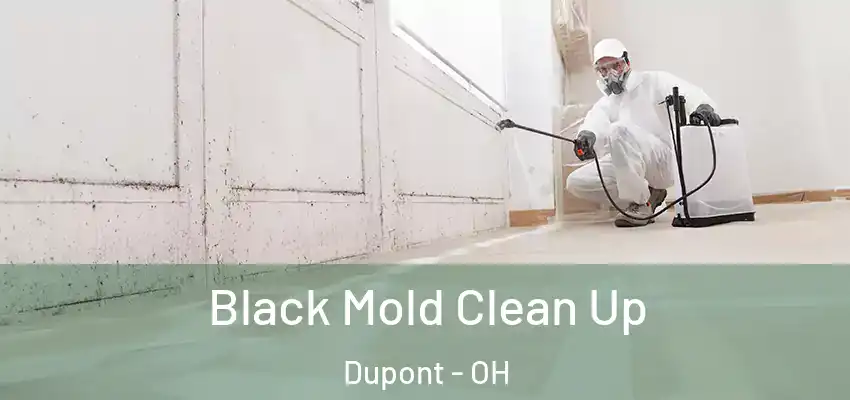  Black Mold Clean Up Dupont - OH