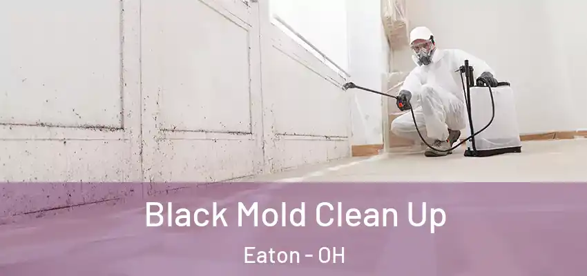 Black Mold Clean Up Eaton - OH