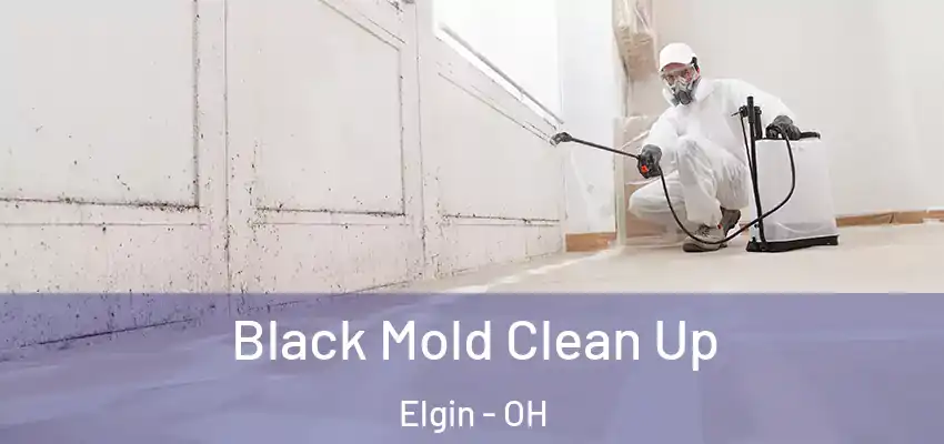 Black Mold Clean Up Elgin - OH