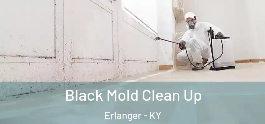  Black Mold Clean Up Erlanger - KY