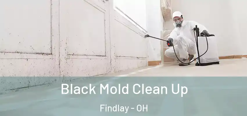 Black Mold Clean Up Findlay - OH