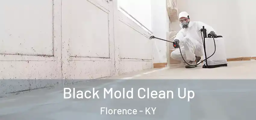 Black Mold Clean Up Florence - KY