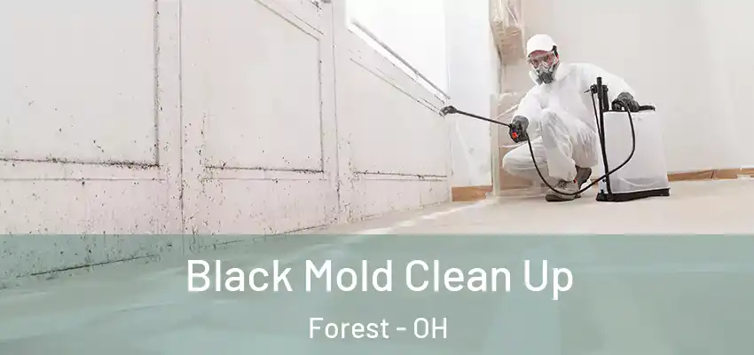  Black Mold Clean Up Forest - OH