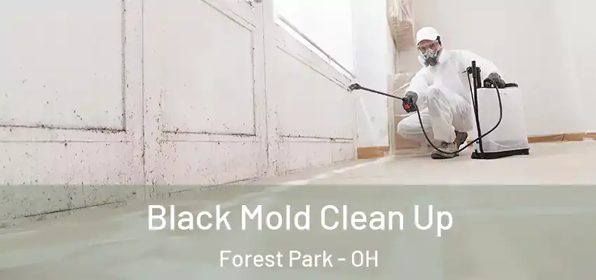 Black Mold Clean Up Forest Park - OH
