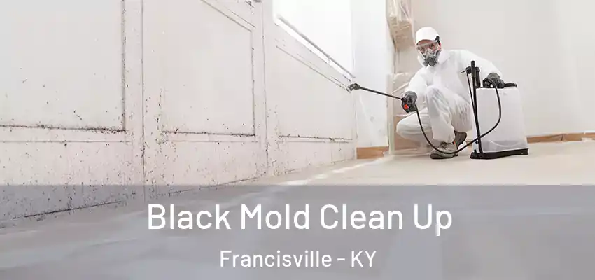  Black Mold Clean Up Francisville - KY