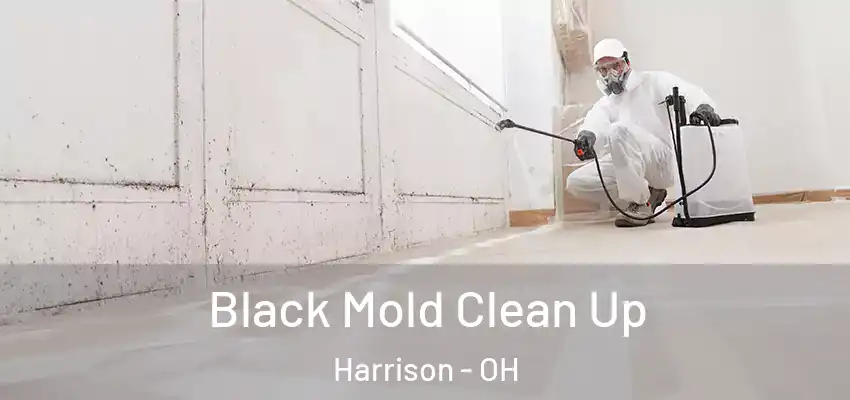 Black Mold Clean Up Harrison - OH