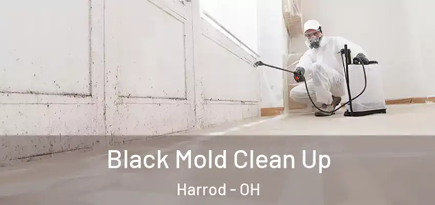 Black Mold Clean Up Harrod - OH