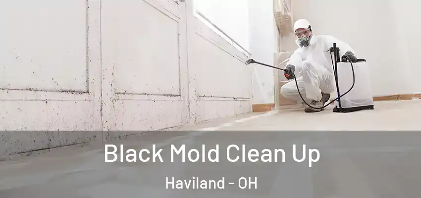  Black Mold Clean Up Haviland - OH