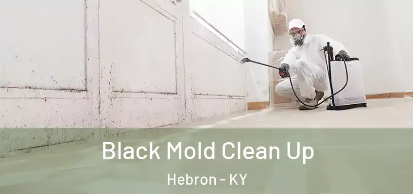 Black Mold Clean Up Hebron - KY