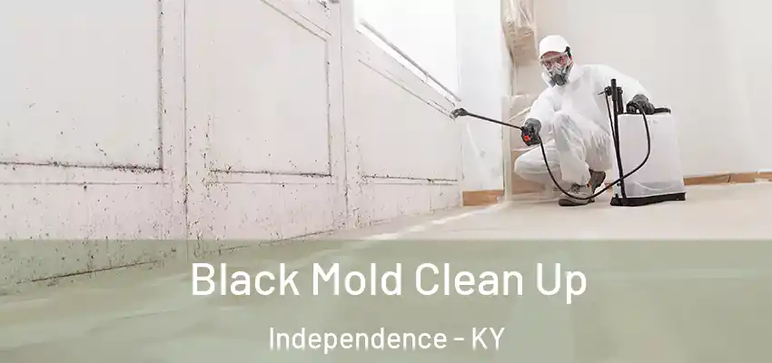 Black Mold Clean Up Independence - KY
