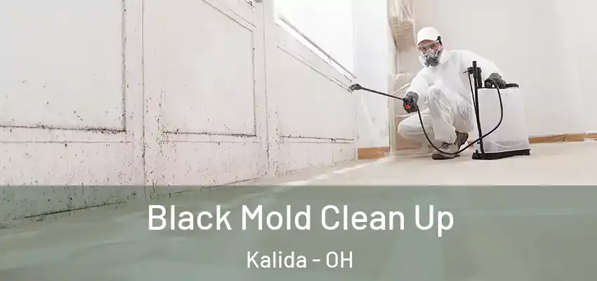 Black Mold Clean Up Kalida - OH