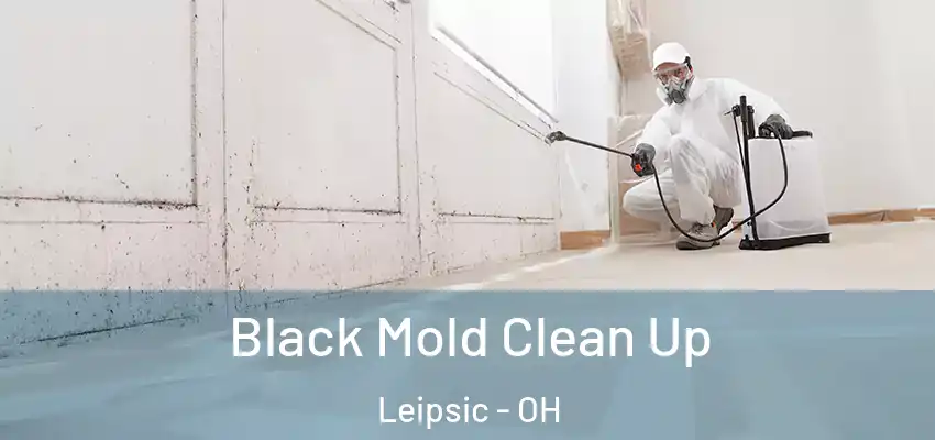  Black Mold Clean Up Leipsic - OH