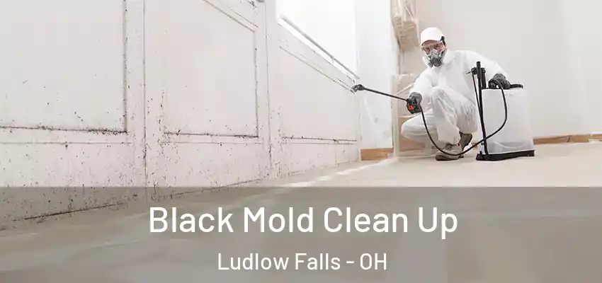  Black Mold Clean Up Ludlow Falls - OH