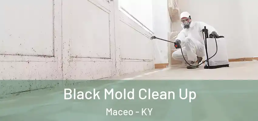  Black Mold Clean Up Maceo - KY