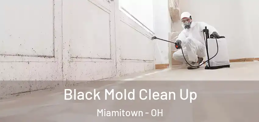 Black Mold Clean Up Miamitown - OH
