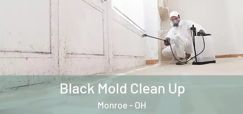  Black Mold Clean Up Monroe - OH