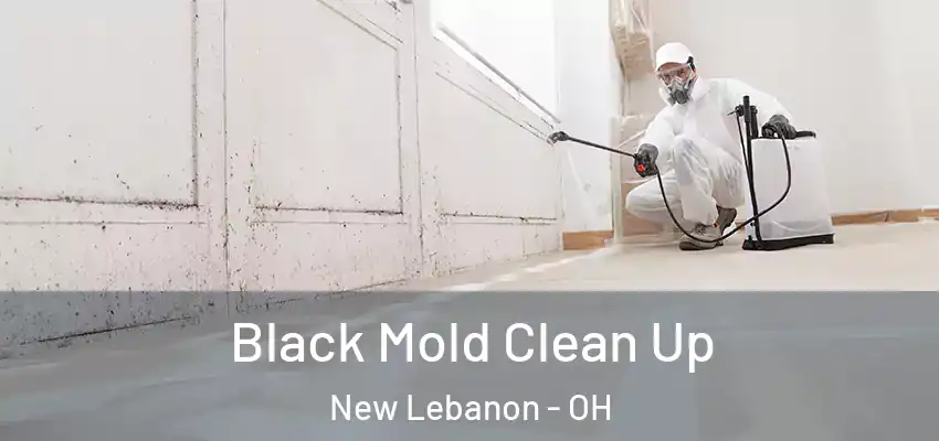  Black Mold Clean Up New Lebanon - OH