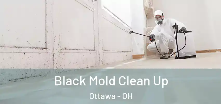 Black Mold Clean Up Ottawa - OH
