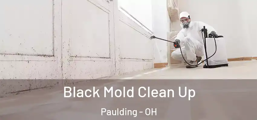  Black Mold Clean Up Paulding - OH