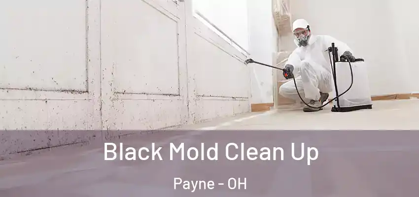 Black Mold Clean Up Payne - OH
