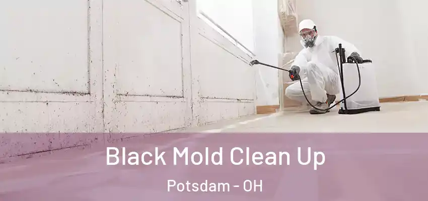 Black Mold Clean Up Potsdam - OH