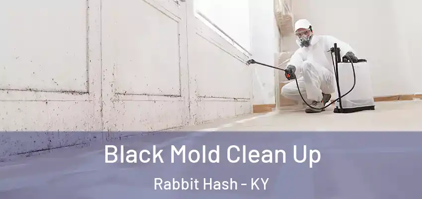 Black Mold Clean Up Rabbit Hash - KY