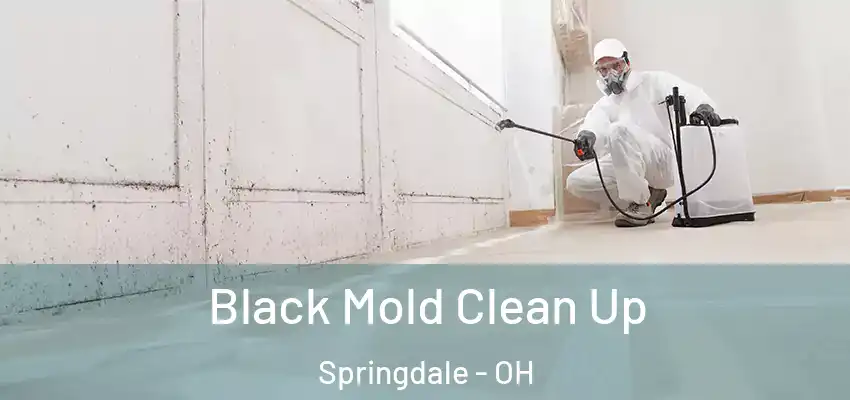 Black Mold Clean Up Springdale - OH