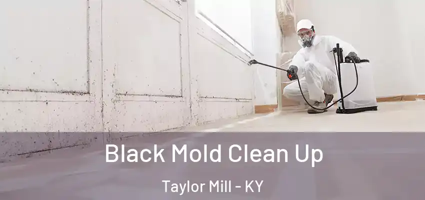 Black Mold Clean Up Taylor Mill - KY