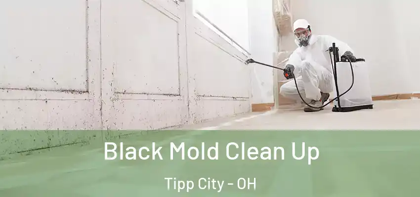  Black Mold Clean Up Tipp City - OH