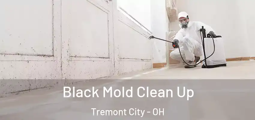  Black Mold Clean Up Tremont City - OH