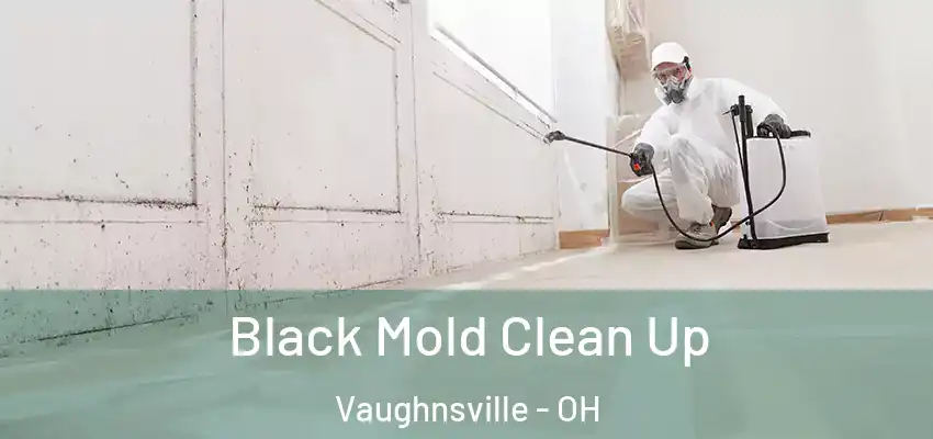  Black Mold Clean Up Vaughnsville - OH