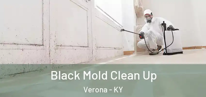  Black Mold Clean Up Verona - KY