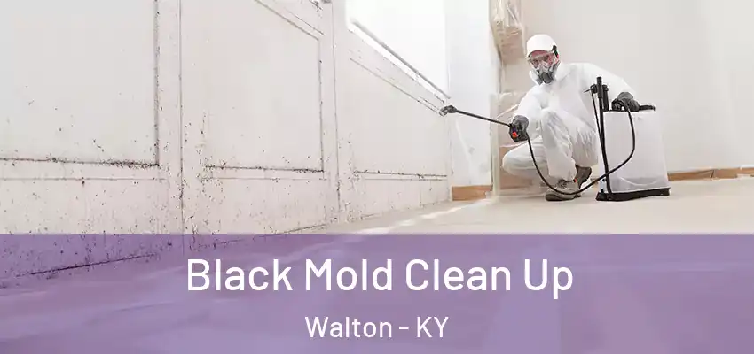 Black Mold Clean Up Walton - KY