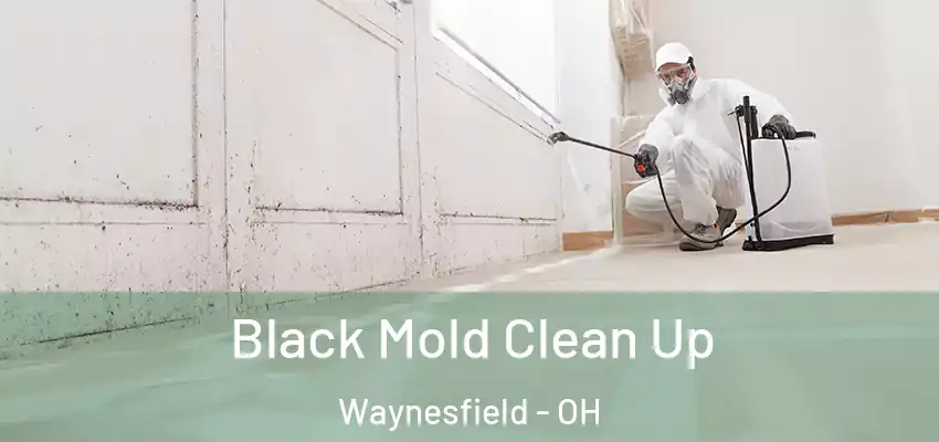 Black Mold Clean Up Waynesfield - OH