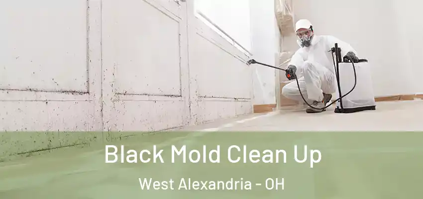  Black Mold Clean Up West Alexandria - OH