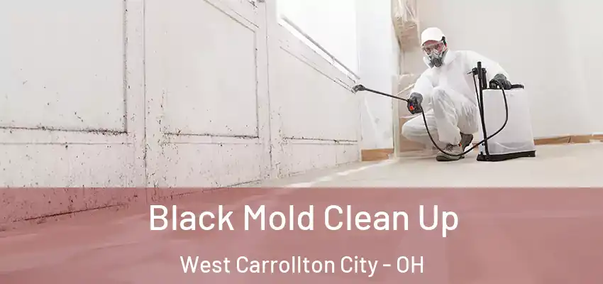 Black Mold Clean Up West Carrollton City - OH